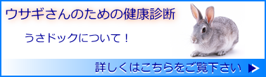 ウサギさんのための健康診断