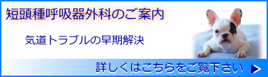 短頭種呼吸器外科のご案内