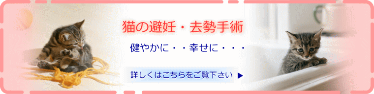 猫の避妊・去勢手術