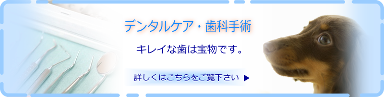 デンタルケア・歯科手術