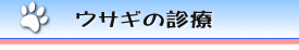 ウサギの診療