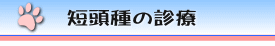 短頭種の診療