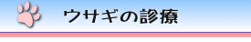 ウサギの診療