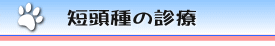 短頭種の診療